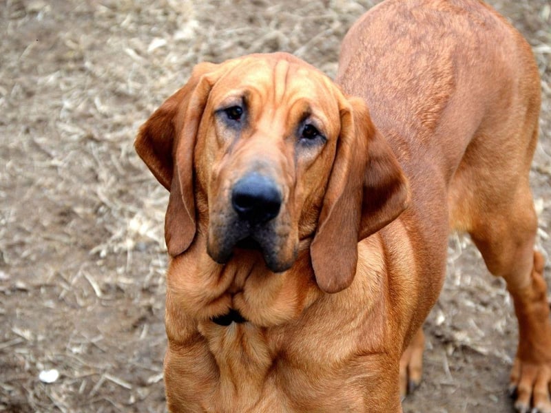 Another dedicated working dog, the Bloodhound has been bred to track animals or humans using its highly-developed sense of smell. This work ethic can mean that they can appear distant from their families, while a stubborn streak a mile long means they won't do anything they don't want to - including enjoying a pat.