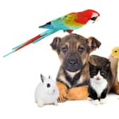 Millions of British people welcomed new pets into their home during lockdown - here are the most popular.