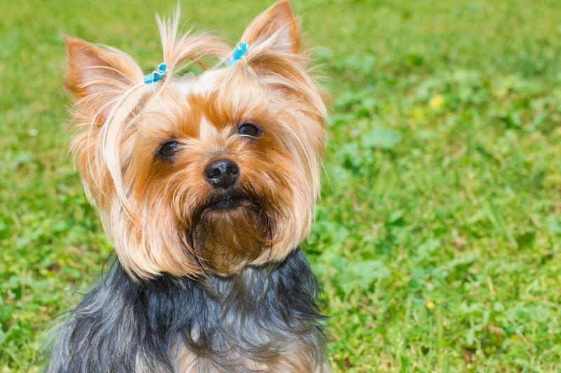 Small dogs tend to do less damage than larger dogs - for obvious reasons. The exception is the Yorkshire Terrier, whose high energy levels and general naughtiness means they can get into more trouble than a dog four times their size.