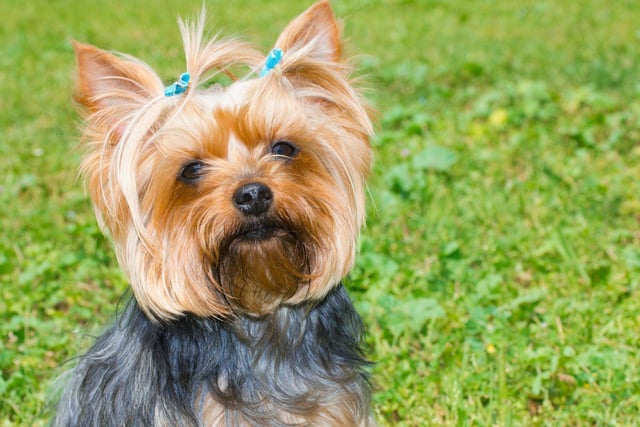 Small dogs tend to do less damage than larger dogs - for obvious reasons. The exception is the Yorkshire Terrier, whose high energy levels and general naughtiness means they can get into more trouble than a dog four times their size.