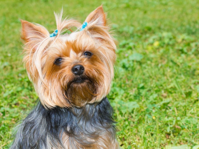 Small dogs tend to do less damage than larger dogs - for obvious reasons. The exception is the Yorkshire Terrier, whose high energy levels and general naughtiness means they can get into more trouble than a dog four times their size.