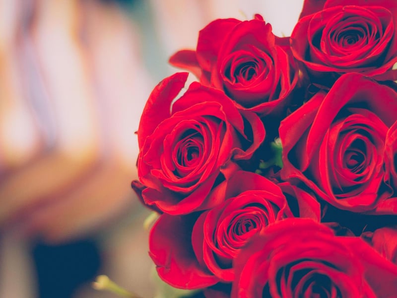 Starting "My luve is like a red red rose, That's newly sprung in june; O my Luve's like the melodie, That's sweetly play'd in tune", the romantic 'A Red, Red Rose' is verse based on traditional sources that Burns gave to Scots singer Pietro Urbani who published it in his book of 'Scots Songs'. Burns himself called it "a simple old Scots song which I had picked up in the country". There have been numerous versions over the years, including by Pat Boone, Eddie Reader, Camera Obscura, Eva Cassidy and Carly Simon.