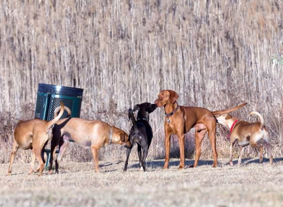 These are the 10 most sociable breeds of dog that love making new human and canine friends.