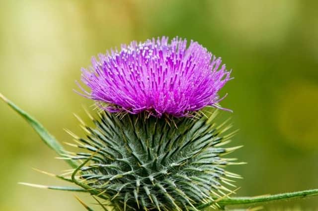 The thistle is one of Scotland's current emblems