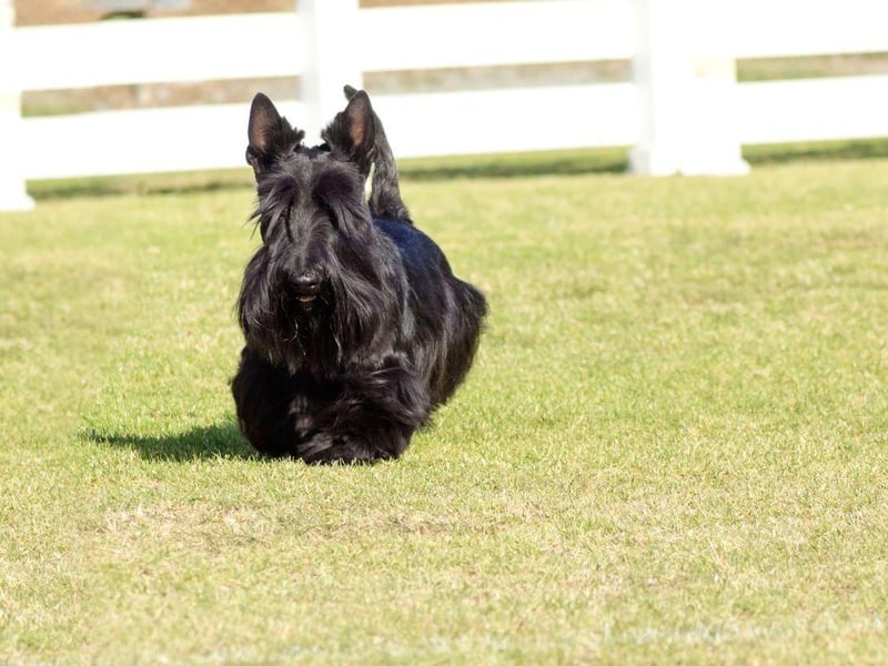 Terriers of all types can be tricky to keep with other dogs. They are typically fairly aggressive towards dogs they don't know, so if you want several pets it's probably best to steer clear.