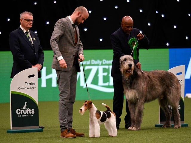 Dogs prepare for judging during the Best in Show finale on the final day of the Crufts dog show.