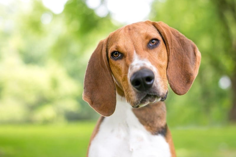 Another type of dog not recognised as a distinct breed by the UK Kennel Club is the American Fox Hound. They were created by President George Washington and used to hunt foxes.