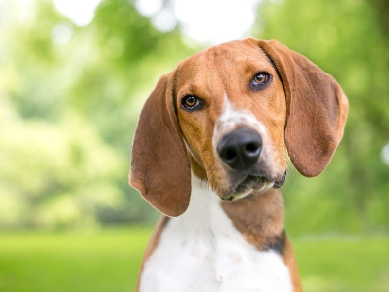 Another type of dog not recognised as a distinct breed by the UK Kennel Club is the American Fox Hound. They were created by President George Washington and used to hunt foxes.