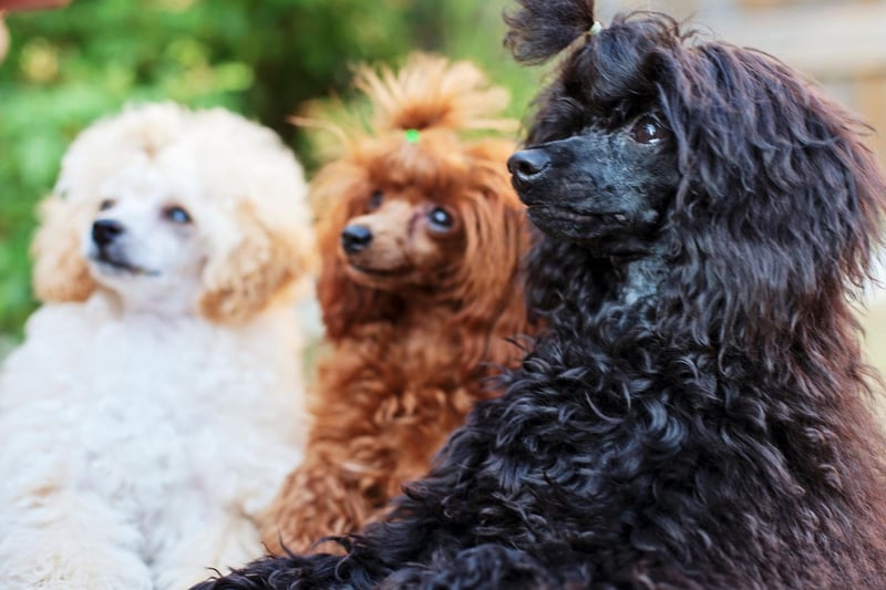 The Poodle's long and floppy ears don't get in the way of their pin-sharp hearing. No matter what the size - toy, miniature or standard - your Poddle will hear their owner calling from a mile away.