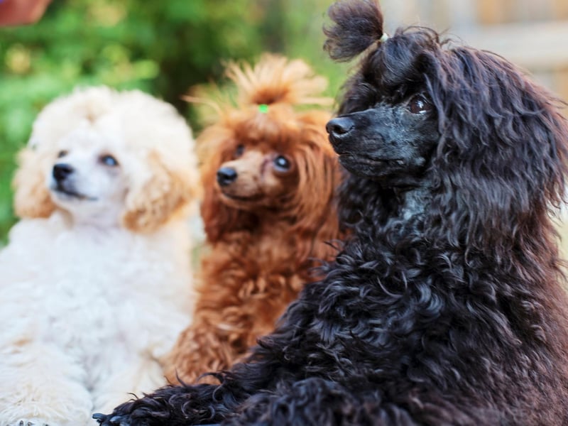 The Poodle's long and floppy ears don't get in the way of their pin-sharp hearing. No matter what the size - toy, miniature or standard - your Poddle will hear their owner calling from a mile away.