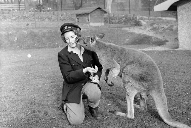 Edinburgh Zoo animal attendent Helen Tait with a kangaroo in November 1964.