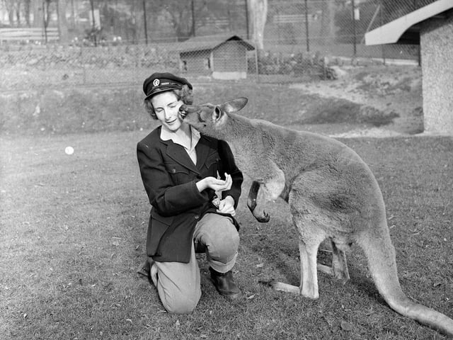 Edinburgh Zoo animal attendent Helen Tait with a kangaroo in November 1964.