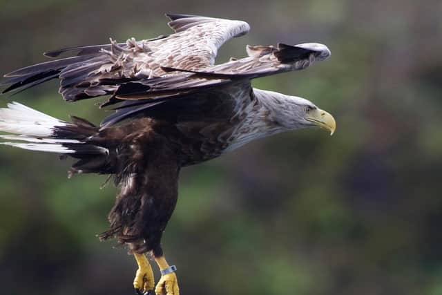 White-tailed sea eagles, once extinct in the UK, have moved off the red list of birds of conservation concern to an amber rating - numbers have been increasing over the years, following a successful reintroduction to Scotland in the 1970s