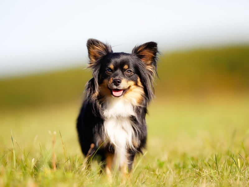 Chihuahuas have a lot of teeth crowded into a very small mouth, meaning they are particularly prone to dental problems. Owners should make sure their dog doesn't eat anything sweet and brush their teeth regularly.