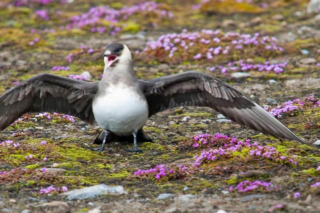 Scotland's Arctic Skuas, found in the Orkney islands, have suffered dramatic losses over the past 30 years