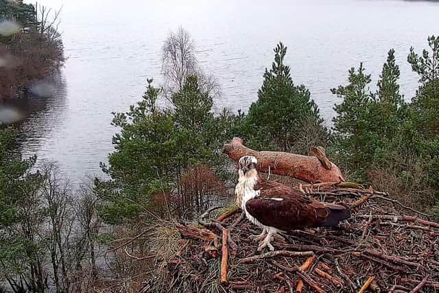 Famous osprey Laddie delighted international viewers when he was captured on webcam touching down for his 11th year nesting at a nature near Dunkeld. Picture: SWT