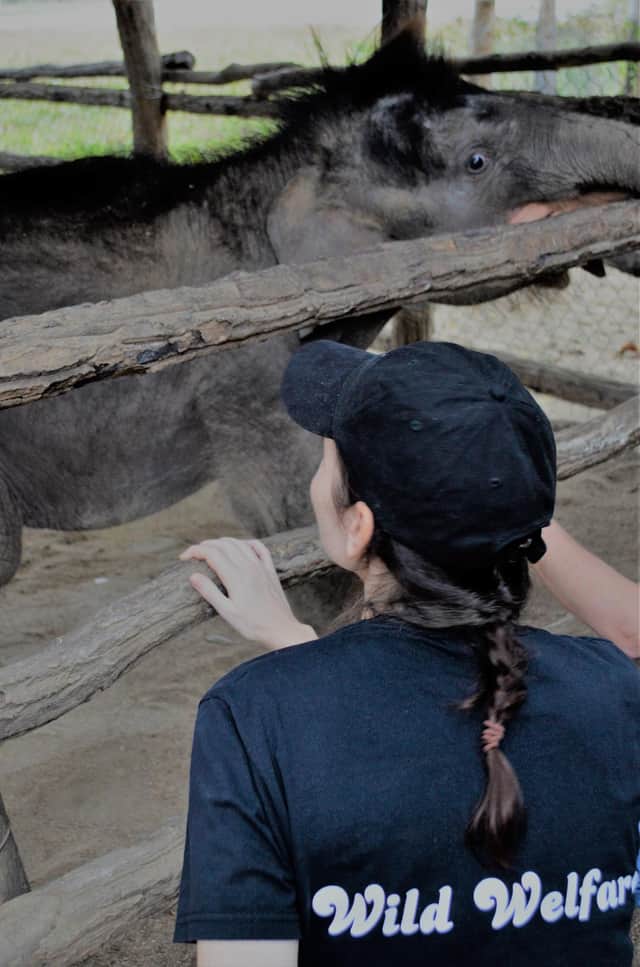 Checking an infant elephant in Vietnam