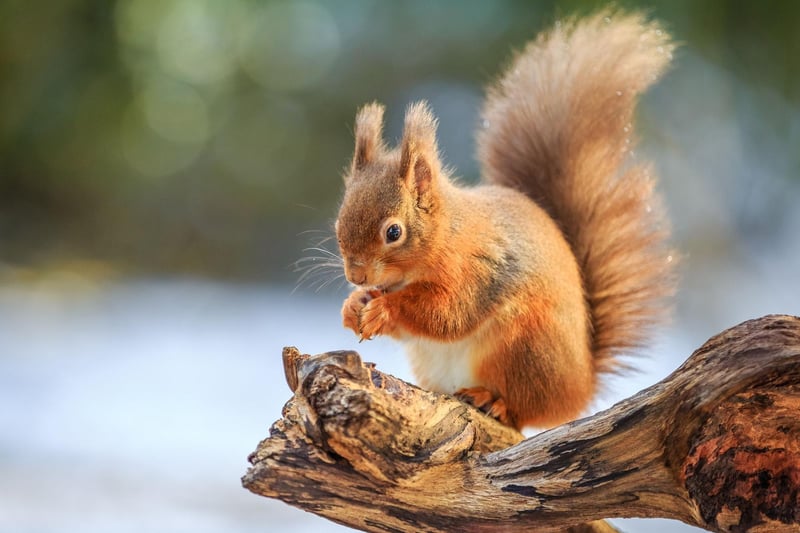 Many people presume that red squirrels hibernate during winter, but this iconic Scottish animal is actually active all year round. In fact, in common with the parakeet, it can be much easier to see them when many of the trees are foliage-free. There are no shortage of places to go to see them - from Pitlochry in the Highlands, to Eskrigg Nature Reserve in South West Scotland.