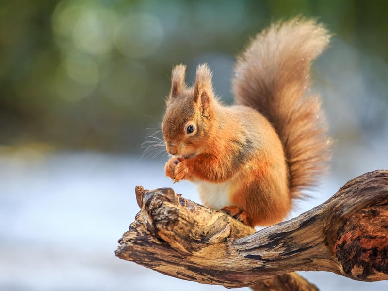 Many people presume that red squirrels hibernate during winter, but this iconic Scottish animal is actually active all year round. In fact, in common with the parakeet, it can be much easier to see them when many of the trees are foliage-free. There are no shortage of places to go to see them - from Pitlochry in the Highlands, to Eskrigg Nature Reserve in South West Scotland.