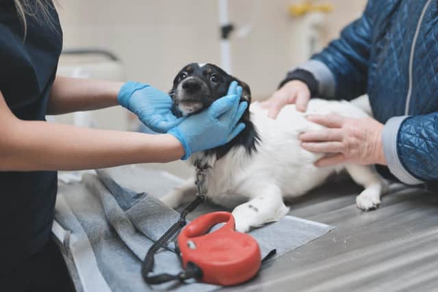 The UK vet sector is becoming dominated by several large groups (Picture: stock.adobe.com)