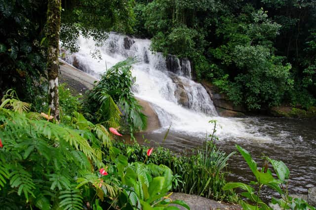 The Atlantic Forest, Serra da Bocaina National Park, Brazil. Pic: PA Photo/Alamy.