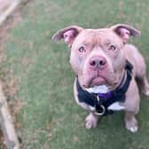 Praline, one of four dogs which are 'urgently' seeking homes before a ban of XL bullies in Scotland is introduced. Picture: Scottish SPCA/PA Wire