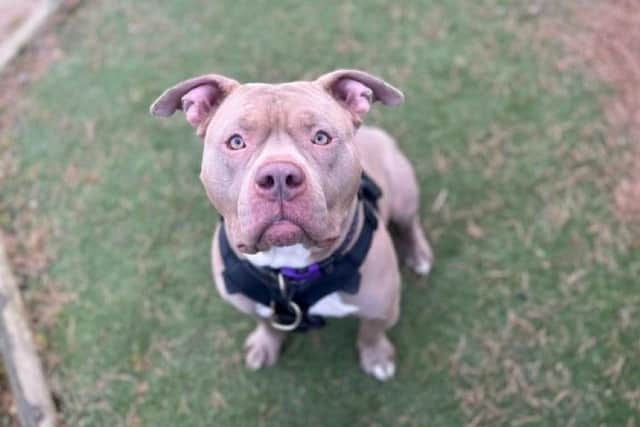 Praline, one of four dogs which are 'urgently' seeking homes before a ban of XL bullies in Scotland is introduced. Picture: Scottish SPCA/PA Wire