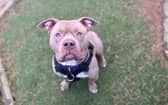 Praline, one of four dogs which are 'urgently' seeking homes before a ban of XL bullies in Scotland is introduced. Picture: Scottish SPCA/PA Wire