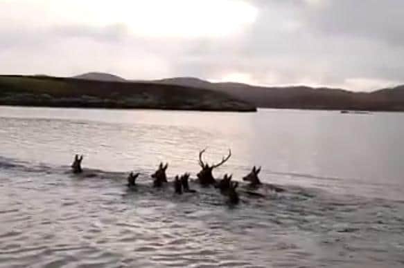 The red deer were filmed swimming across Lochmaddy Bay on Friday morning. Pic/video: Angus John MacInnes.