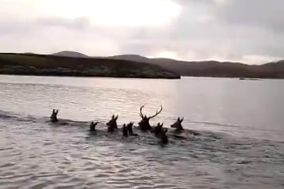 'These deer are Olympians' - Watch this majestic footage ...