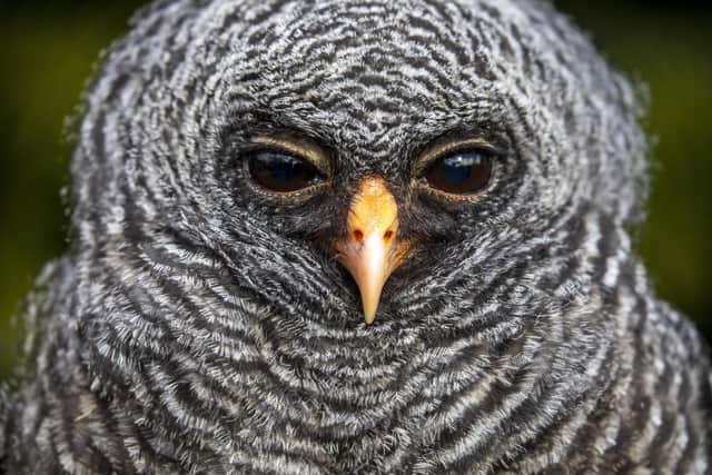Eleven-week-old Rio the Black-banded Owl at The Scottish Owl Centre, West Lothian.