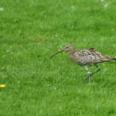 Curlew populations are in freefall in many places due to habitat loss, changes in land management and predation (Picture: Simon Hulme)
