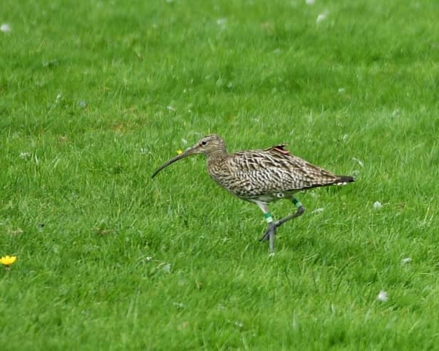 Curlew populations are in freefall in many places due to habitat loss, changes in land management and predation (Picture: Simon Hulme)