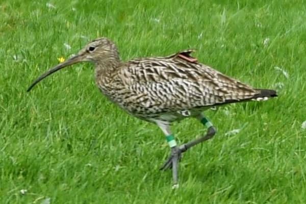 Curlew populations are in freefall in many places due to habitat loss, changes in land management and predation (Picture: Simon Hulme)