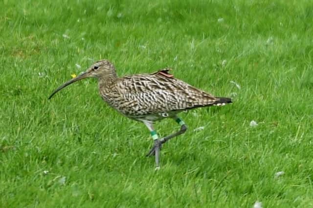 Curlew populations are in freefall in many places due to habitat loss, changes in land management and predation (Picture: Simon Hulme)
