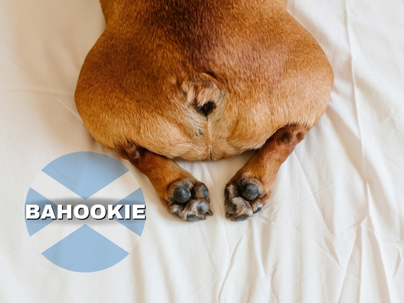 The word “bahookie” refers to a person’s bottom. Informally, you can use it to refer to one’s buttocks, for example: “the bampot fell right on his bahookie” (the idiot fell right on his bum!)