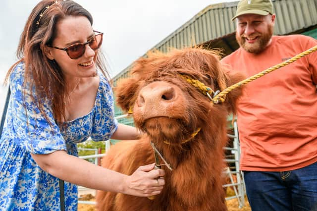 Aberdeenshire Highland Beef is taking part in this year's Provenance Festival. (Pic: Damian Shields Photography)