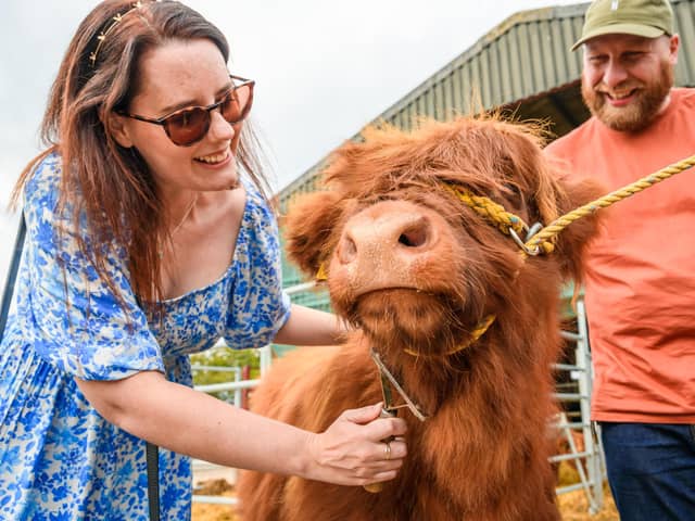 Aberdeenshire Highland Beef is taking part in this year's Provenance Festival. (Pic: Damian Shields Photography)