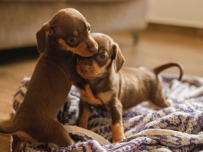 One chewy ring to rule them all - that's what Bilbo Fleabaggins the dog is looking for.