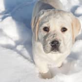 It's fun to play in the snow with your pup, but sometimes it's best just to stay in cozy beside the fire.