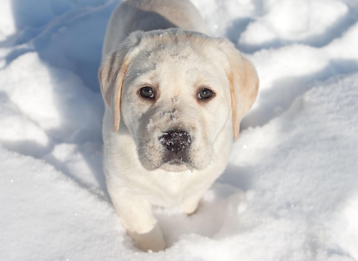 Here’s when it’s too cold to walk the dog – and tips for walking in the snow