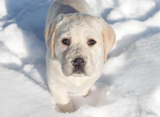 It's fun to play in the snow with your pup, but sometimes it's best just to stay in cozy beside the fire.