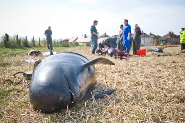 Pollution was thought to have cause a pod of 16 pilot whales to beach on the Fife coast in 2012, but a UK government report concluded that a similar incident, which killed 19 of the animals in the Kyle of Durness a year earlier, was likely caused by naval munitions disposal activities