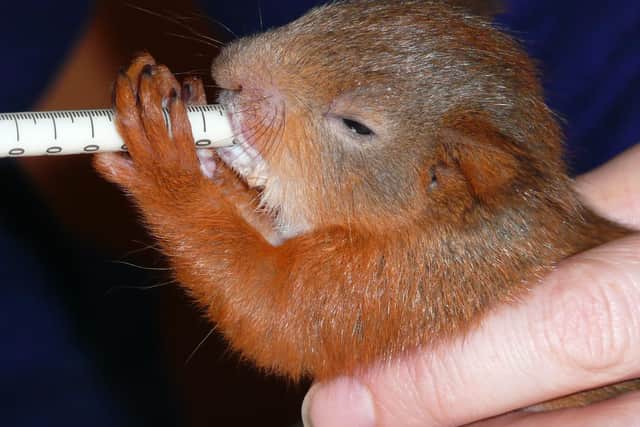 A red squirrel drinks some medicine. Picture: Polly Pullar