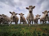 Reducing meat consumption can help to reduce greenhouse gas emissions associated with farming (Picture: Guillaume Souvant/AFP via Getty Images)
