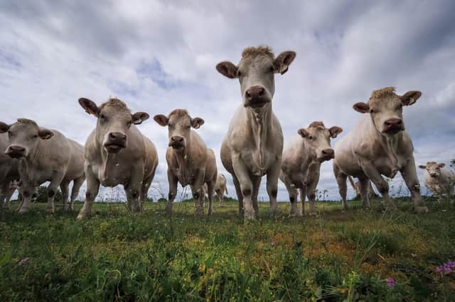 Reducing meat consumption can help to reduce greenhouse gas emissions associated with farming (Picture: Guillaume Souvant/AFP via Getty Images)
