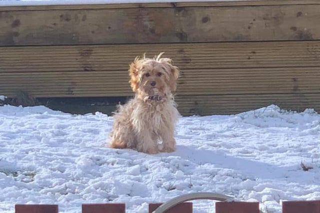 It may be snowing, but dogs still want to get out and have fun (PIc: Dawn McGurn)