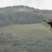 Funding has increased to help farmers deal with sea eagle predation 