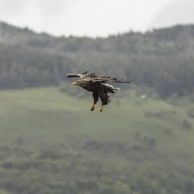 Funding has increased to help farmers deal with sea eagle predation 