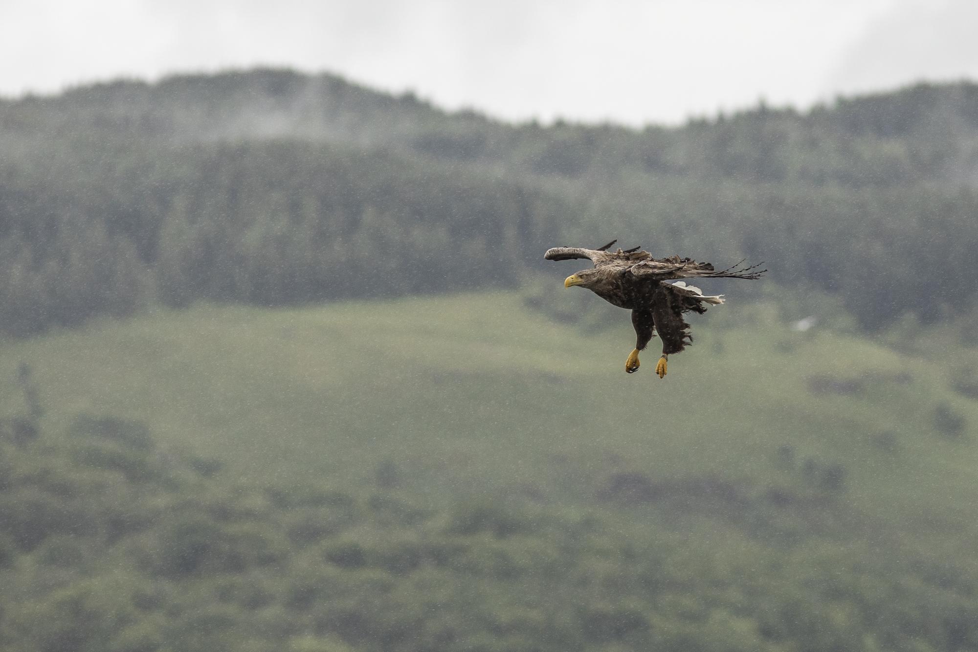 Rewilding Scotland: Local people must not be excluded by wealthy ...
